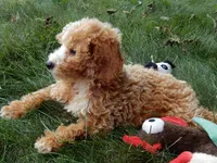 Brody, a male Miniature Goldendoodle for sale in Berlin, OH – 3 of 8