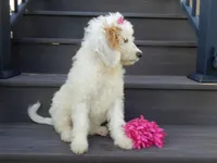 Daisy (medium), a female Miniature Goldendoodle for sale in Berlin, OH – 2 of 6