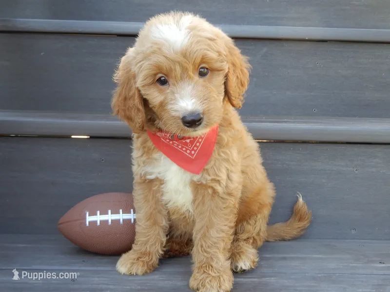 Bear (medium) – Miniature Goldendoodle puppy for sale in Berlin, OH