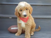 Bear (medium), a male Miniature Goldendoodle for sale in Berlin, OH – 1 of 7