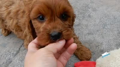 Ginger, a female Cavapoo for sale in Berlin, OH – 7 of 7