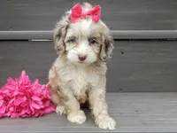 Jane, a female Cockapoo for sale in Berlin, OH – 7 of 8
