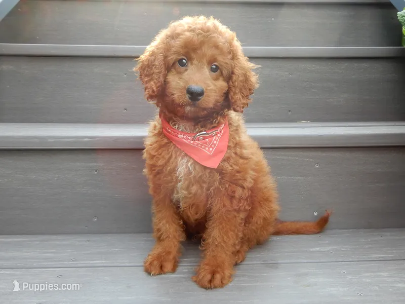 Asher – Miniature Goldendoodle puppy for sale in Berlin, OH