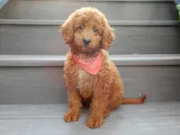 Asher, a male Miniature Goldendoodle for sale in Berlin, OH – 1 of 4