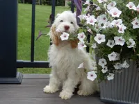 Maci, a female Cockapoo for sale in Berlin, OH – 4 of 7