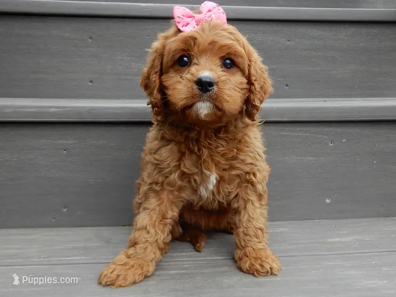 Buttons – Cavapoo puppy for sale in Berlin, OH