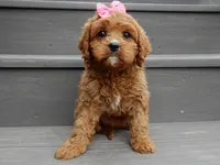 Buttons, a female Cavapoo for sale in Berlin, OH – 1 of 6