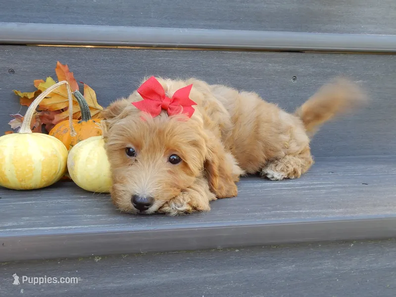 Izzy – Miniature Goldendoodle puppy for sale in Berlin, OH