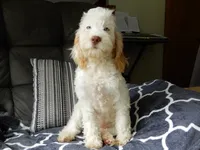 Maci, a female Cockapoo for sale in Berlin, OH – 5 of 7