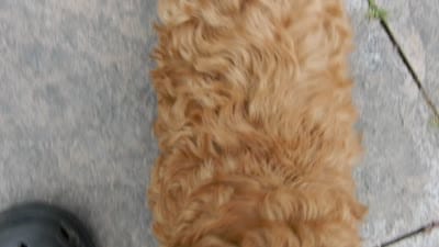 Cooper, a male Cavapoo for sale in Berlin, OH – 7 of 7
