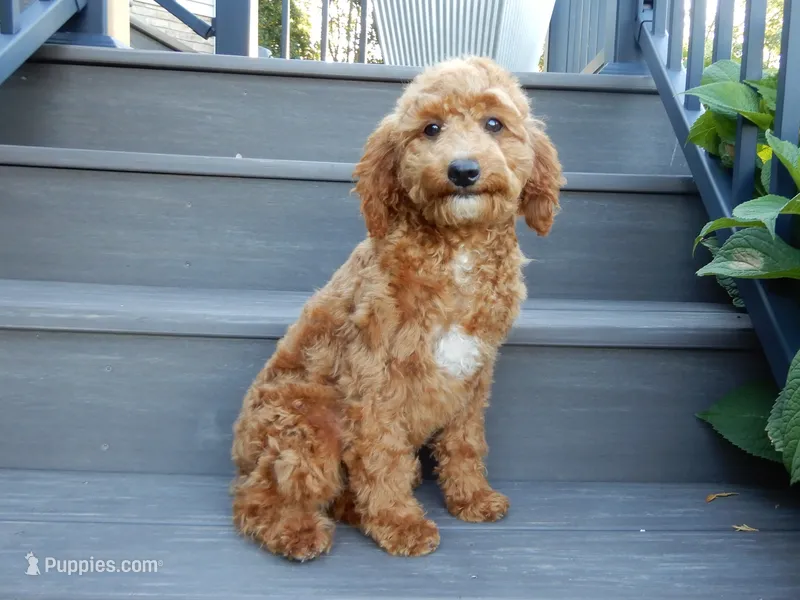 Penny – Cavapoo puppy for sale in Berlin, OH