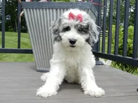 Willow, a female Sheepadoodle for sale in Berlin, OH – 4 of 7