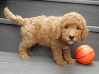 Sammy, a male Miniature Goldendoodle for sale in Berlin, OH – 2 of 5