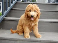 Kenny , a male Miniature Goldendoodle for sale in Berlin, OH – 5 of 6