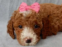 Lulu, a female Cavapoo for sale in Berlin, OH – Photo 2 of 5