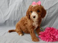 Lulu, a female Cavapoo for sale in Berlin, OH – Photo 4 of 5