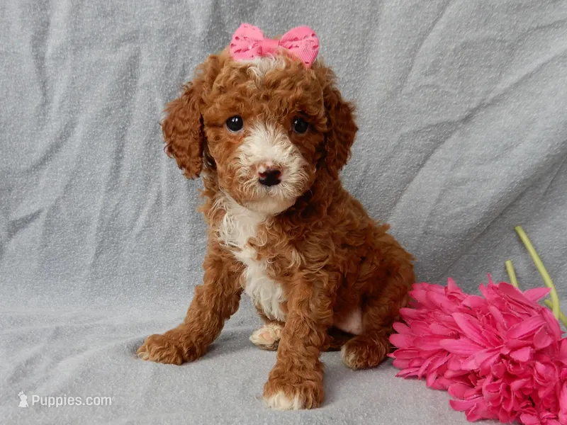Lulu – Cavapoo puppy for sale in Berlin, OH