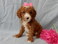 Lulu, a female Cavapoo for sale in Berlin, OH – Photo 1 of 5