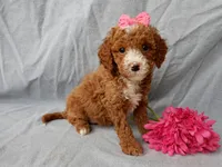 Lulu, a female Cavapoo for sale in Berlin, OH – Photo 5 of 5