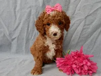Lulu, a female Cavapoo for sale in Berlin, OH – Photo 3 of 5