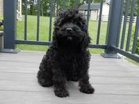 Smokey, a male Cockapoo for sale in Berlin, OH – 2 of 5