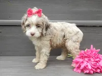 Jane, a female Cockapoo for sale in Berlin, OH – 6 of 8