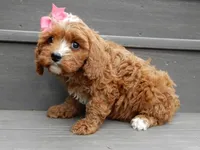 Honey, a female Cavapoo for sale in Berlin, OH – 4 of 5
