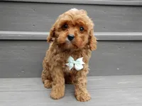Cooper, a male Cavapoo for sale in Berlin, OH – 4 of 7