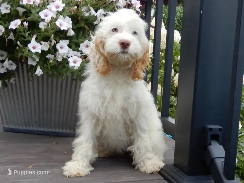 Maci – Cockapoo puppy for sale in Berlin, OH
