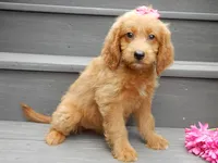 Bella, a female Miniature Goldendoodle for sale in Berlin, OH – 2 of 5