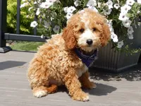 Brody, a male Miniature Goldendoodle for sale in Berlin, OH – 2 of 8