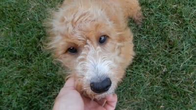 Douglas, a male Miniature Goldendoodle for sale in Berlin, OH – 5 of 6
