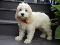 Ollie, a male Cockapoo for sale in Berlin, OH – 2 of 6