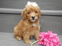 Izzy, a female Miniature Goldendoodle for sale in Berlin, OH – 2 of 6