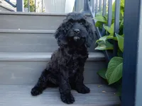 Jet, a male Cockapoo for sale in Berlin, OH – 6 of 10