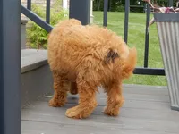Kenny , a male Miniature Goldendoodle for sale in Berlin, OH – 2 of 6