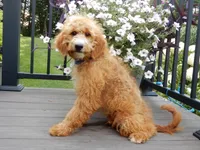 Douglas, a male Miniature Goldendoodle for sale in Berlin, OH – 2 of 6