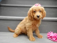 Bella, a female Miniature Goldendoodle for sale in Berlin, OH – 5 of 5