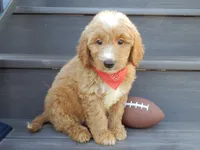 Bear (medium), a male Miniature Goldendoodle for sale in Berlin, OH – 5 of 7