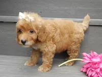 Izzy, a female Miniature Goldendoodle for sale in Berlin, OH – 5 of 6