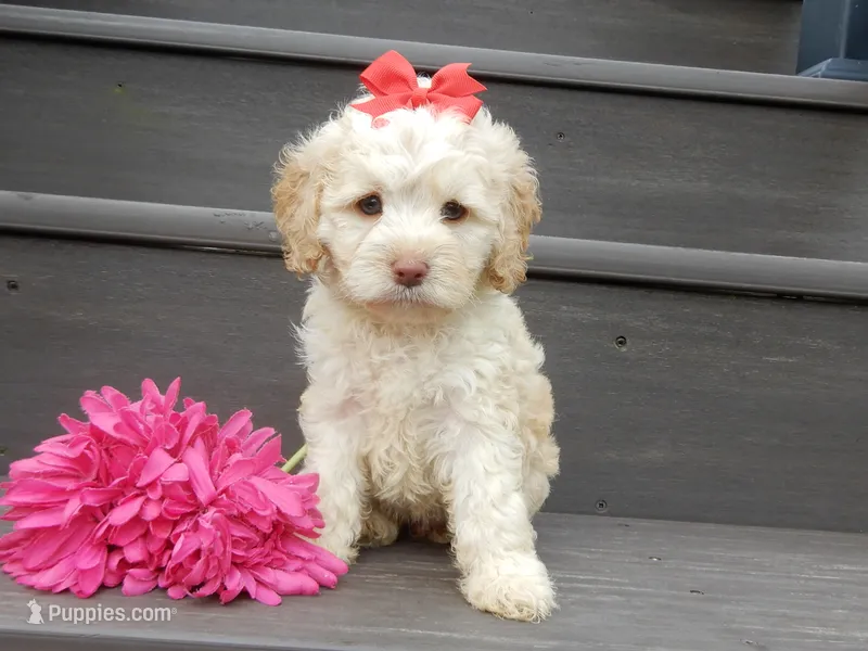 Trixie – Cockapoo puppy for sale in Berlin, OH