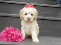 Trixie, a female Cockapoo for sale in Berlin, OH – 1 of 5