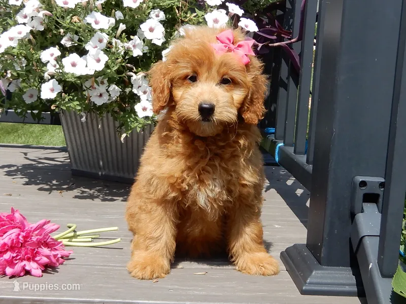 Abby – Miniature Goldendoodle puppy for sale in Berlin, OH