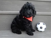 Jet, a male Cockapoo for sale in Berlin, OH – 2 of 9