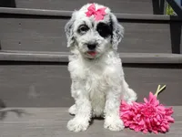 Brooke, a female Sheepadoodle for sale in Berlin, OH – 6 of 10