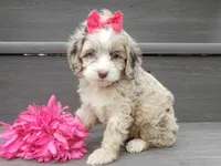Jane, a female Cockapoo for sale in Berlin, OH – 8 of 8