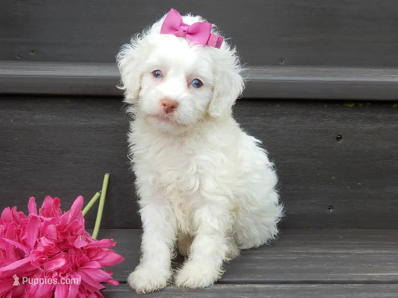 Angel – Cockapoo puppy for sale in Berlin, OH