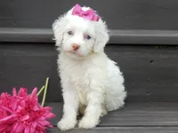 Angel, a female Cockapoo for sale in Berlin, OH – 1 of 6