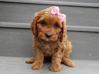 Ginger, a female Cavapoo for sale in Berlin, OH – 5 of 7