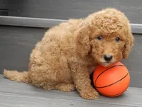 Sammy, a male Miniature Goldendoodle for sale in Berlin, OH – 3 of 5